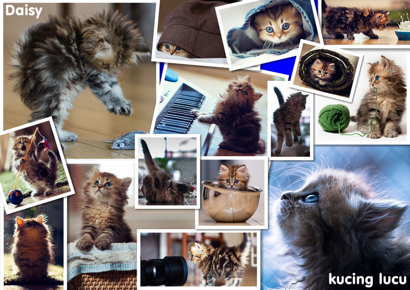 Daisy - kucing lucu!
