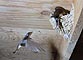 barnswallow returning to feed chicks in nest]