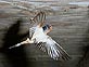 barnswallow returning to feed chicks in nest]