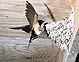 barnswallow returning to feed chicks in nest]