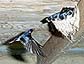 barnswallow returning to feed chicks in nest]